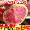 【美味可口！云南七彩土豆】现挖现发，新鲜丰富饱满 紫红云状，质嫩香糯，囗感绵密细滑 唇齿留香，回味无穷，红皮土豆彩色，现挖新鲜洋芋马铃薯L 商品缩略图0