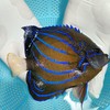 白尾蓝环（成鱼）Pomacanthus annularis 商品缩略图1
