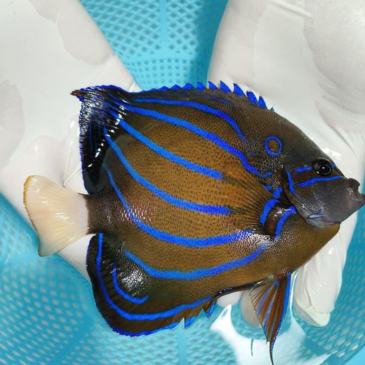白尾蓝环（成鱼）Pomacanthus annularis 商品图1
