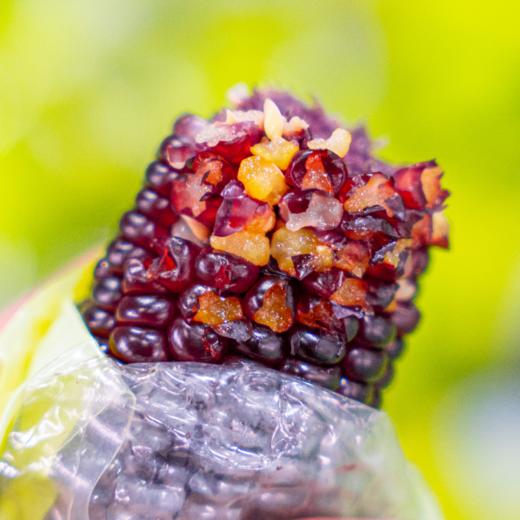 咔萌兔香糯黑玉米 山西五台山脚下孕育的美味 商品图0