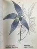 【德语】1878年 高山植物图鉴（全4卷） 400幅套色版画插图 真皮精装64开 商品缩略图4