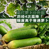 CCTV常驻嘉宾！【萝卜的尖叫】好萝卜自己会吆喝 ！平均糖度近10度 口感鲜嫩 甘甜回味 爽脆迷人 除部分偏远地区全国包邮 商品缩略图12
