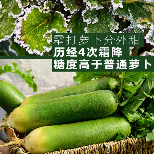 CCTV常驻嘉宾！【萝卜的尖叫】好萝卜自己会吆喝 ！平均糖度近10度 口感鲜嫩 甘甜回味 爽脆迷人 除部分偏远地区全国包邮 商品图12