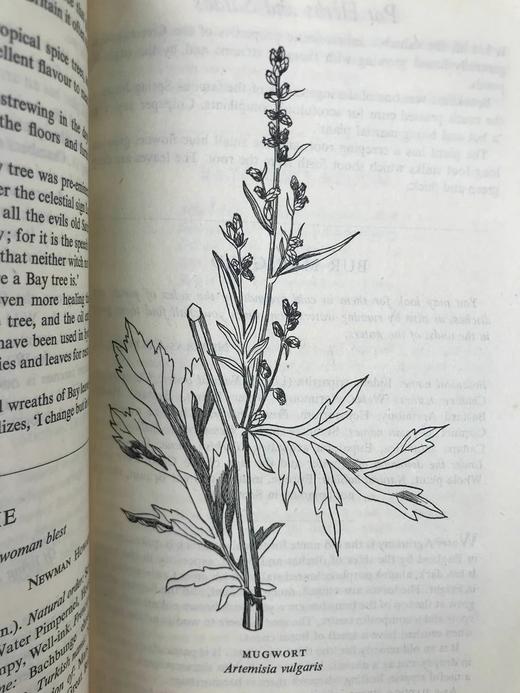 1947年 草药美食 数十幅插图 精装大32开 商品图14