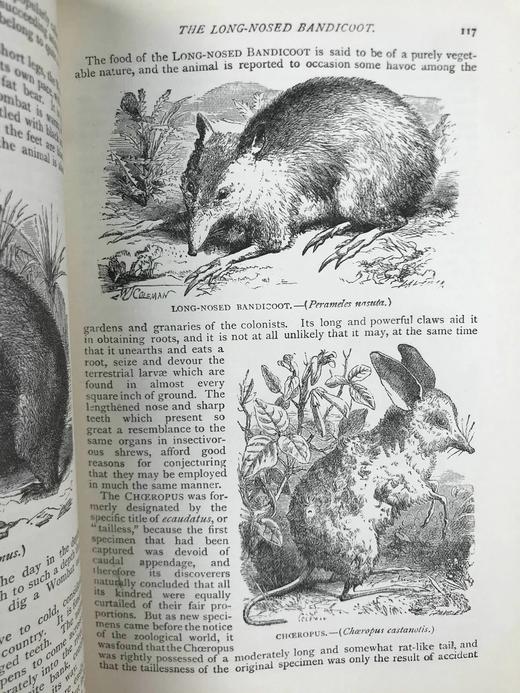 约19世纪后期 通俗自然史 600余幅插图（含多幅彩色） 真皮精装大32开 商品图10