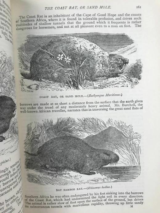 约19世纪后期 通俗自然史 600余幅插图（含多幅彩色） 真皮精装大32开 商品图9