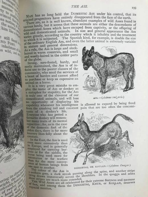 约19世纪后期 通俗自然史 600余幅插图（含多幅彩色） 真皮精装大32开 商品图7