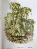 约1900年左右 常见树木图集 数十幅彩色版画插图 漆布精装32开 商品缩略图5