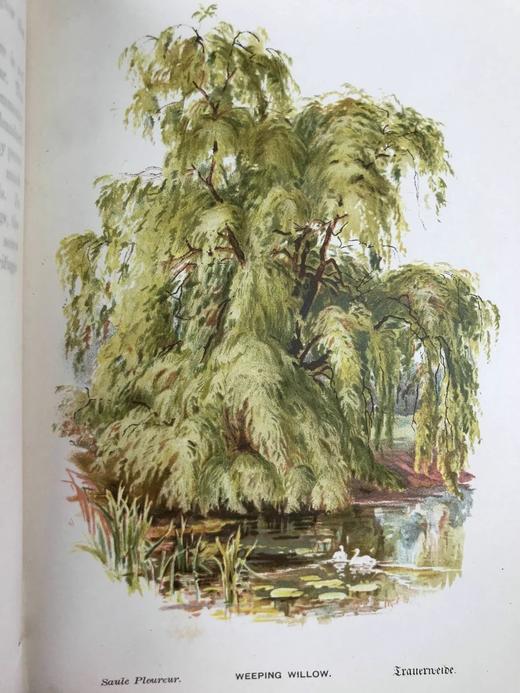 约1900年左右 常见树木图集 数十幅彩色版画插图 漆布精装32开 商品图5
