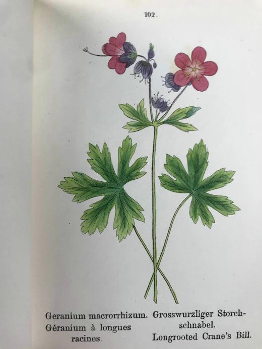 【德语】1878年 高山植物图鉴（全4卷） 400幅套色版画插图 真皮精装64开 商品图8