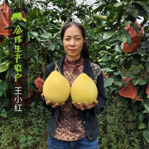 生态三红蜜柚 | 合作生产 *Ecological three red honey pomelo Partner Production 商品图4