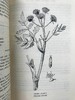 1947年 草药美食 数十幅插图 精装大32开 商品缩略图12