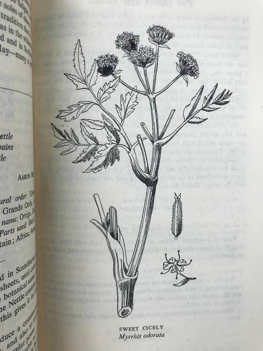 1947年 草药美食 数十幅插图 精装大32开 商品图12