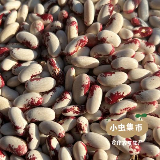 大兴安岭生态白花芸豆 350g /袋 | 合作农友生产，产自大兴安岭古源，生产者：柳树 & [公平贸易农人定价] 商品图6