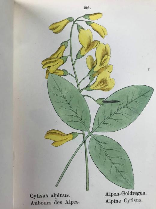 【德语】1878年 高山植物图鉴（全4卷） 400幅套色版画插图 真皮精装64开 商品图9