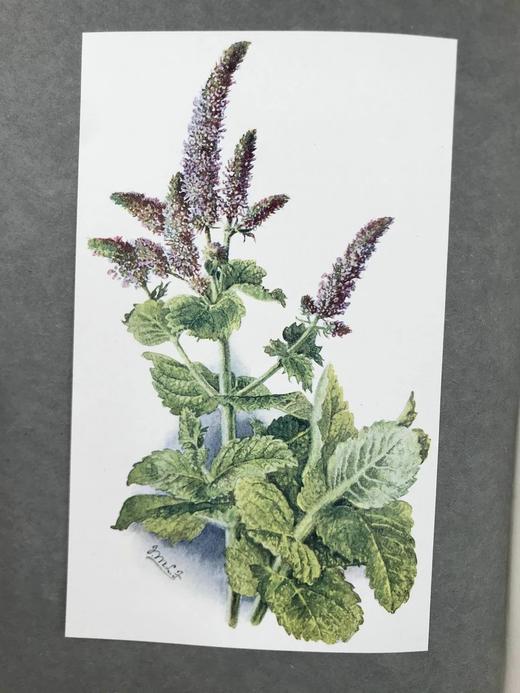 1911年 药草园图鉴 16幅彩色手工贴图 漆布精装18开 商品图11