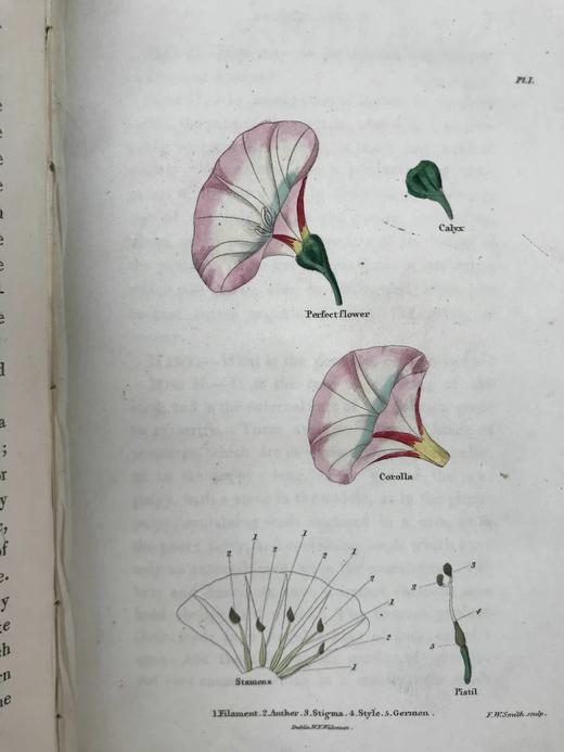 1835年 英国植物志 28幅套色版画插图 漆布精装36开 商品图5