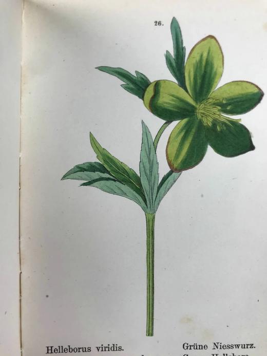 【德语】1878年 高山植物图鉴（全4卷） 400幅套色版画插图 真皮精装64开 商品图7