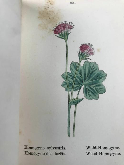 【德语】1878年 高山植物图鉴（全4卷） 400幅套色版画插图 真皮精装64开 商品图10