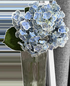 【国产绣球】绣球-孔雀蓝  单枝