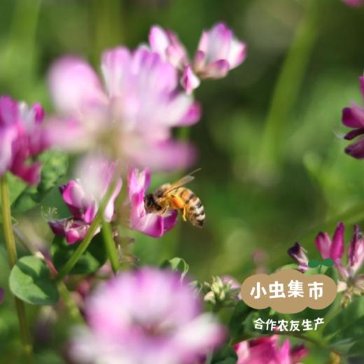 【2025年秋收新粮】有机丝苗米 10斤 | 合作农友生产，产自湖北黄冈，生产者是：李明攀 *【公平贸易农人定价】 商品图9