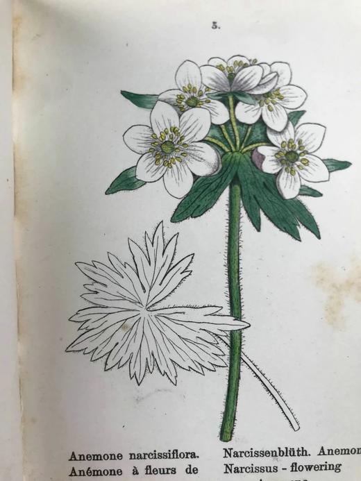 【德语】1878年 高山植物图鉴（全4卷） 400幅套色版画插图 真皮精装64开 商品图5