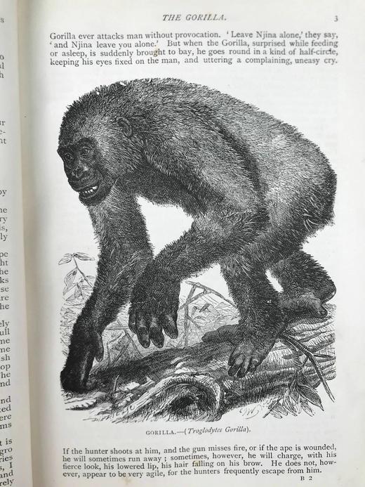 约19世纪后期 通俗自然史 600余幅插图（含多幅彩色） 真皮精装大32开 商品图4