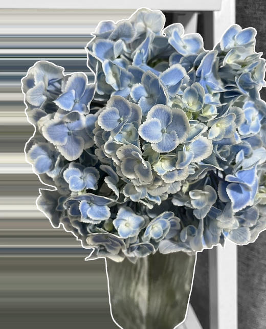 【国产绣球】绣球-孔雀蓝  单枝 商品图1