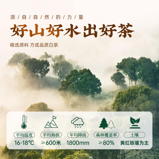 云南正品白豪银针特级金奖老树单芽月光白茶明前新茶礼盒装 CM 商品图4