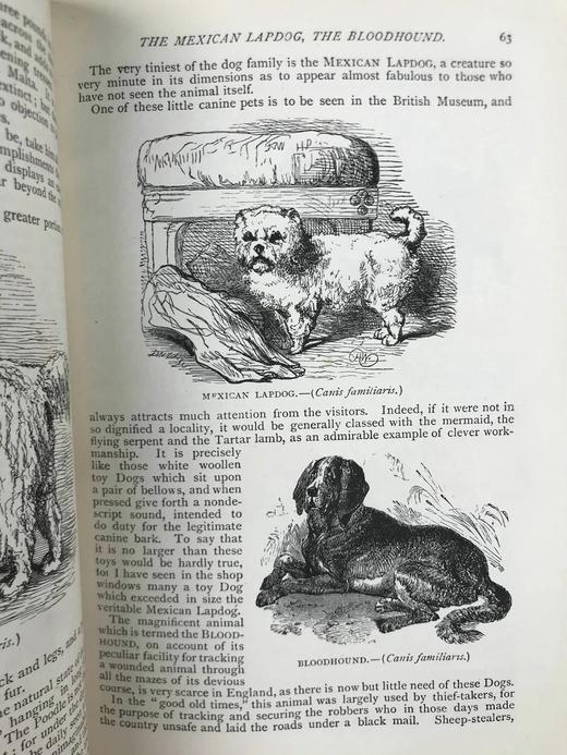 约19世纪后期 通俗自然史 600余幅插图（含多幅彩色） 真皮精装大32开 商品图13