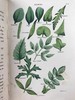 1835年 英国植物志 28幅套色版画插图 漆布精装36开 商品缩略图7