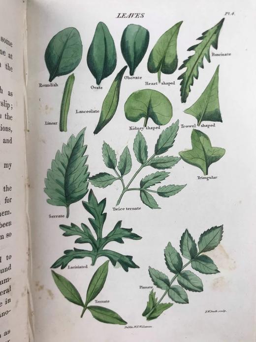 1835年 英国植物志 28幅套色版画插图 漆布精装36开 商品图7