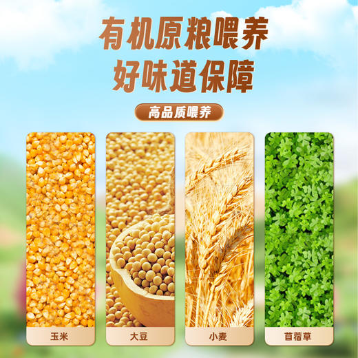 徽叔有机可生食黑鸡蛋 有机原粮味养 自然蛋香 商品图3