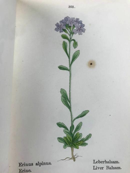 【德语】1878年 高山植物图鉴（全4卷） 400幅套色版画插图 真皮精装64开 商品图12