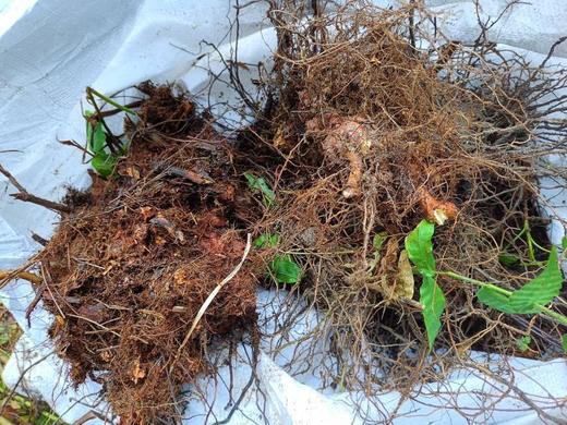 【金荞麦干片一公斤】 商品图3