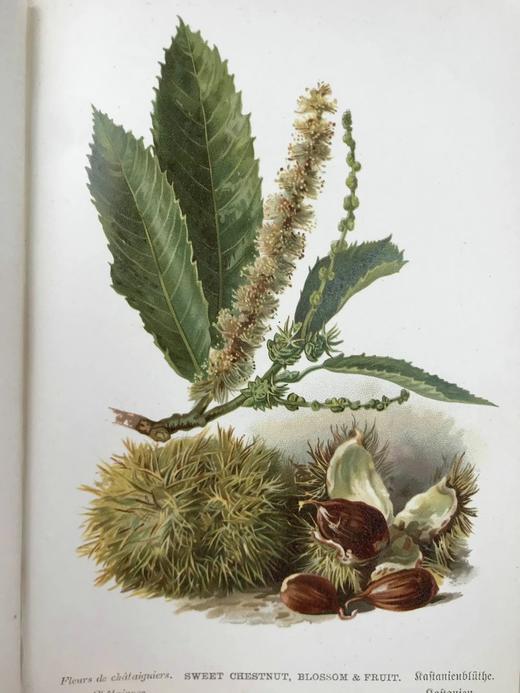 约1900年左右 常见树木图集 数十幅彩色版画插图 漆布精装32开 商品图12