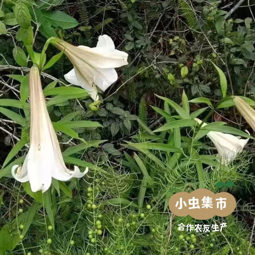 瑶山野生百合干 250g/袋| 合作农友生产，来自广东连南瑶族自治县，生产者：张运东 ＆【公平贸易农人定价】 商品图8