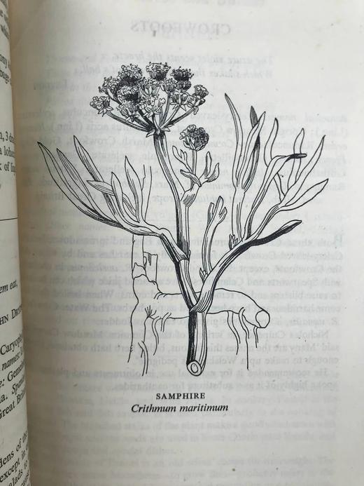 1947年 草药美食 数十幅插图 精装大32开 商品图13