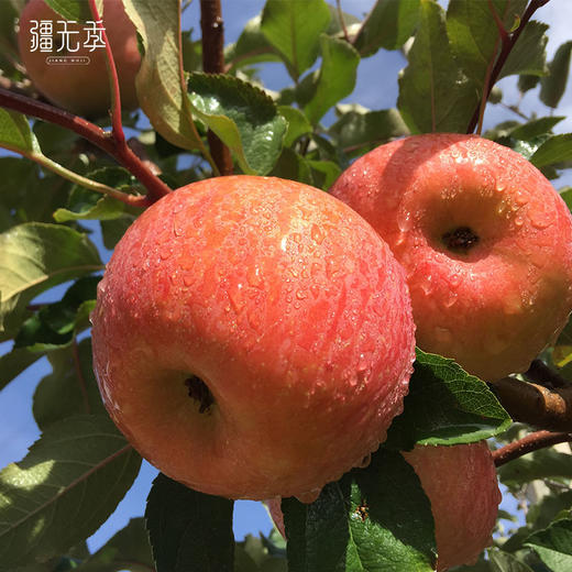 S 疆无季 新疆阿克苏冰糖心苹果 脆甜多汁 当季新鲜水果 红旗坡核心产区 商品图3