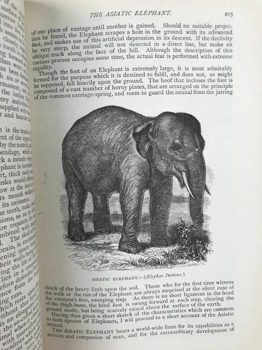 约19世纪后期 通俗自然史 600余幅插图（含多幅彩色） 真皮精装大32开 商品图6