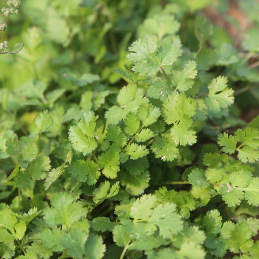 新鲜香菜 500g 商品图1