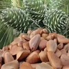 【2025新松子来啦】黑龙江小兴安岭自家林场纯野生大松子，个头中等往上，下了山出了塔，直接进锅炒制，保留最初的营养价值，无任何添加，无特殊加工，口感自然醇香。微微开口，没有油开的大，辽宁省内包邮 商品缩略图2