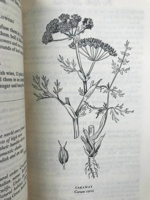 1947年 草药美食 数十幅插图 精装大32开 商品图11