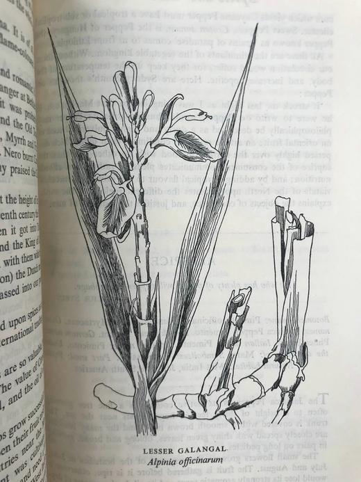 1947年 草药美食 数十幅插图 精装大32开 商品图7