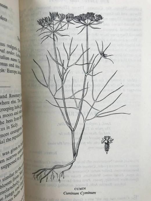 1947年 草药美食 数十幅插图 精装大32开 商品图8