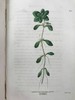 1835年 英国植物志 28幅套色版画插图 漆布精装36开 商品缩略图8
