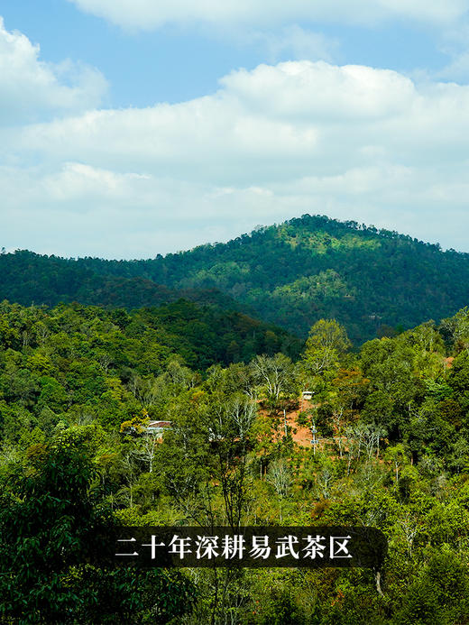 【古寨秘境七星级】2023年单株级别用料 斗茶级别的产品！古寨春店铺标杆巨作 易武茶区普洱茶生茶357克/饼 拍5发6拍20发25 商品图8