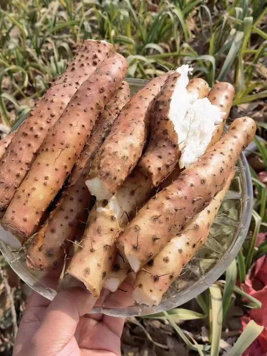 正宗温县垆土铁棍山药礼盒装（3kg） 商品图5