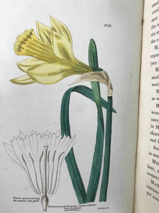 1835年 英国植物志 28幅套色版画插图 漆布精装36开 商品图12