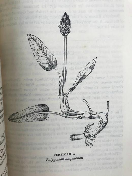 1947年 草药美食 数十幅插图 精装大32开 商品图6